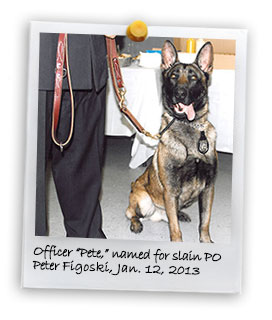 Officer 'Pete,' named for slain PO Peter Figoski (1/12/2013)